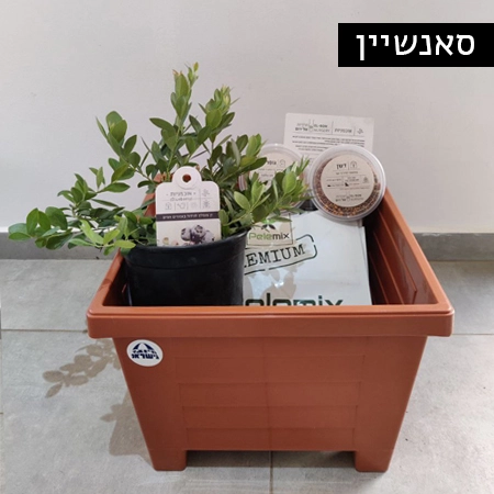 ערכת גידול אוכמניות ביתית - סאנשיין