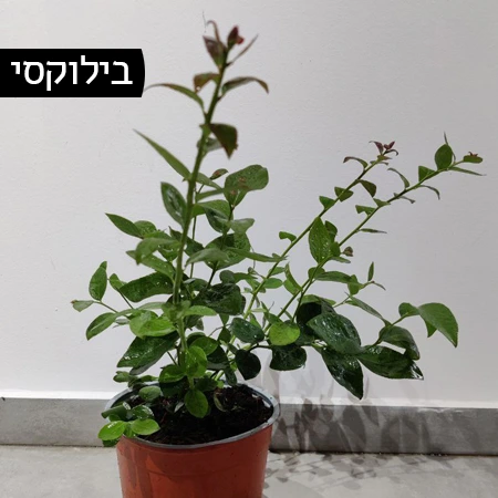 שתיל אוכמניות מזן בילוקסי