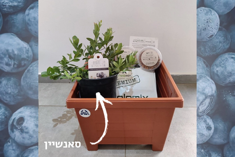 ערכת גידול אוכמניות