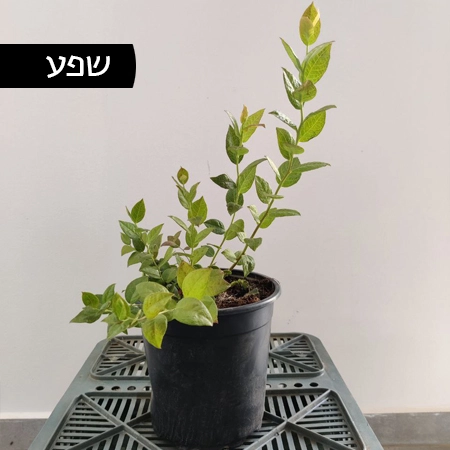 שתיל אוכמניות - שפע