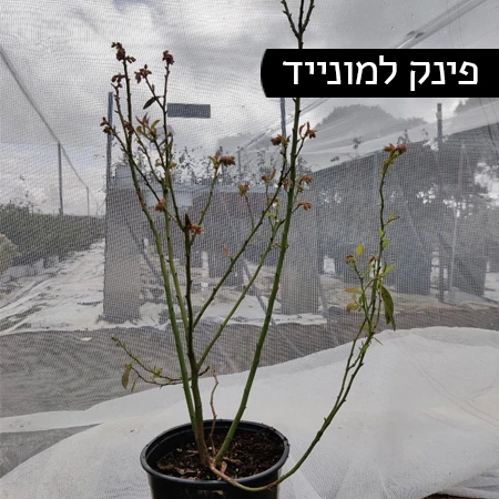 אוכמניות מזן פינק למונייד