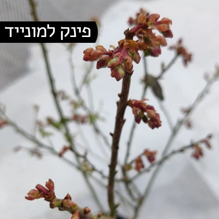 אוכמניות | פינק למונייד