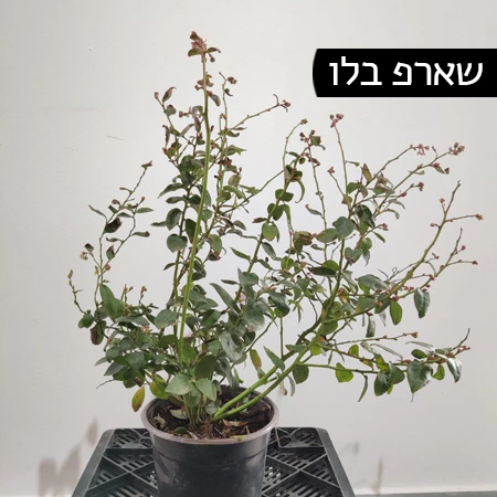 אוכמניות מזן שארפ בלו