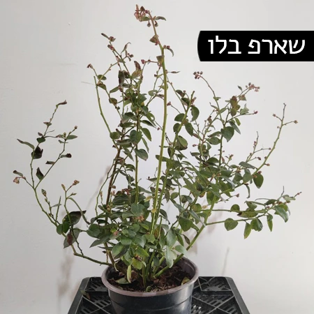 עציץ אוכמניות מזן שארפ בלו