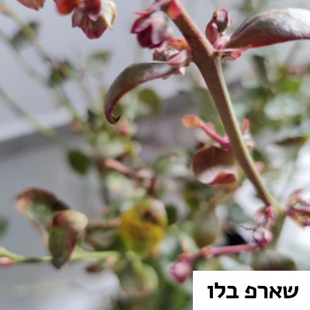 אוכמניות מזן שארפ בלו