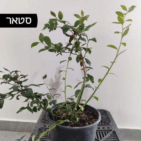 שתיל אוכמניות מזן סטאר