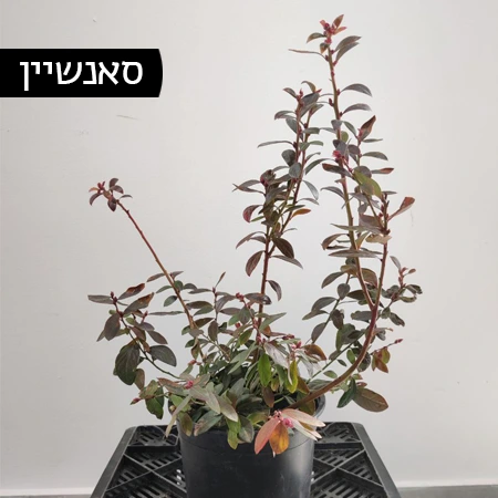 אוכמניות מזן סאנשיין