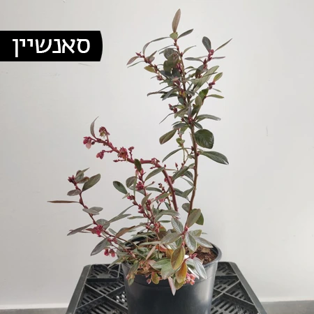 שתיל אוכמניות | סאנשיין