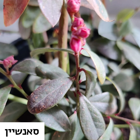 אוכמניות מזן סאנשיין