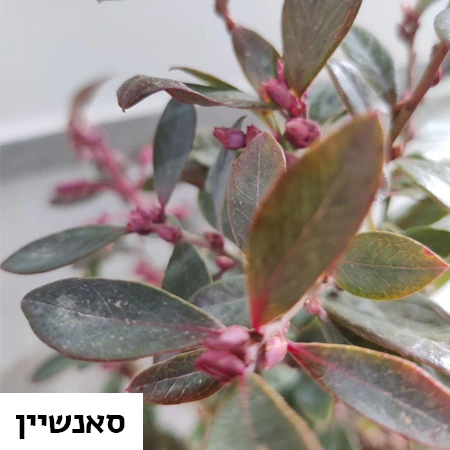 שתיל אוכמניות | סאנשיין