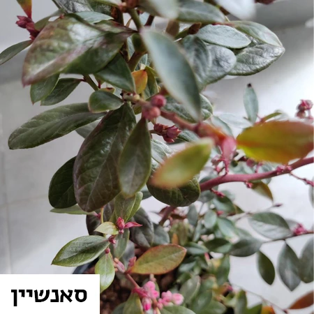 אוכמניות מזן סאנשיין