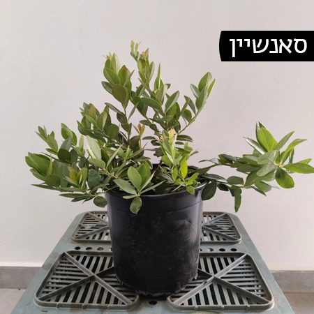 שתיל אוכמניות - סאנשיין