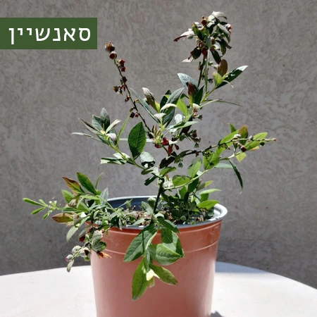 אוכמניות מזן סאנשיין