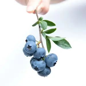 הוראות גידול אוכמניות