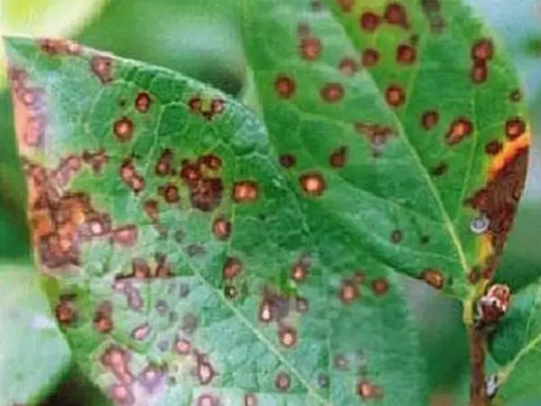 נזקי מזיקים