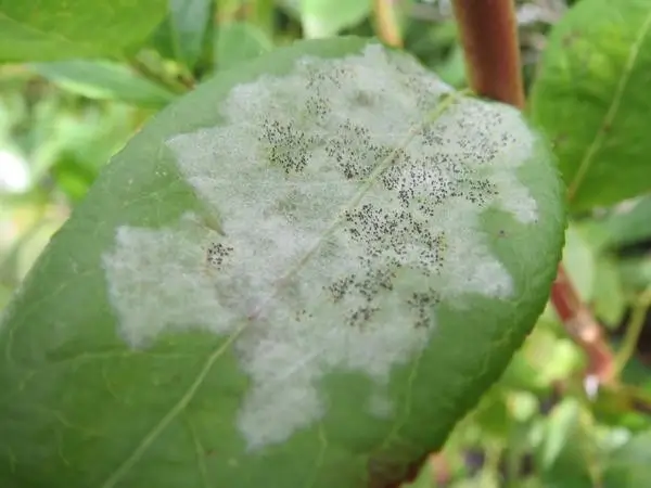 נזקי מזיקים