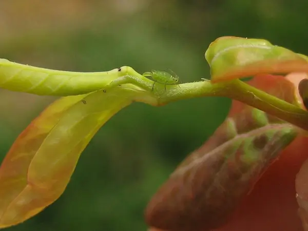 חרקים וכנימת