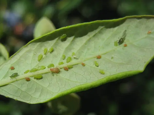חרקים וכנימות על עלה